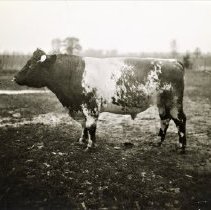 Omc1985.008.220 Image 600dpi